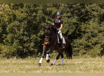 Friesian horses Mix, Gelding, 5 years, 16 hh, Black