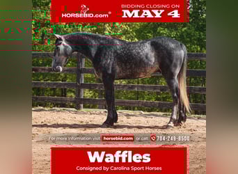 Friesian horses Mix, Gelding, 5 years, 16 hh, Grey-Dapple