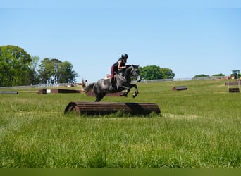Friesian horses Mix, Gelding, 5 years, 16 hh, Grey-Dapple