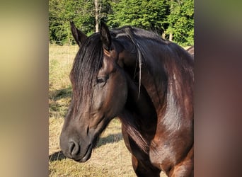 Friesian horses Mix, Gelding, 5 years, 16 hh