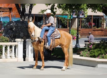 Friesian horses, Gelding, 5 years, 16 hh, Palomino