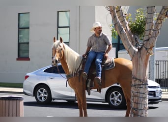Friesian horses, Gelding, 5 years, 16 hh, Palomino