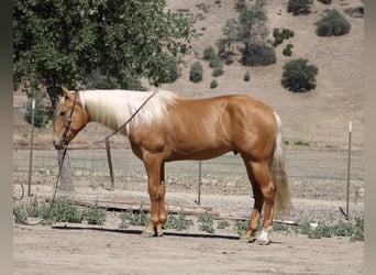 Friesian horses, Gelding, 5 years, 16 hh, Palomino