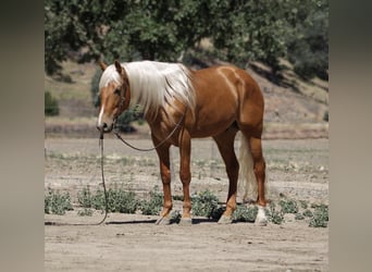 Friesian horses, Gelding, 5 years, 16 hh, Palomino