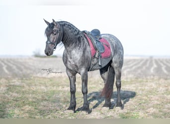 Friesian horses, Gelding, 5 years, 16 hh, Roan-Blue