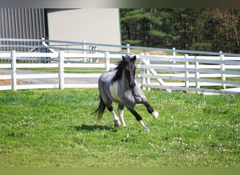 Friesian horses Mix, Gelding, 5 years, 16 hh, Roan-Blue