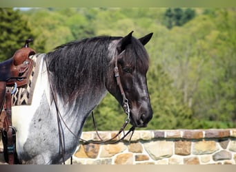 Friesian horses Mix, Gelding, 5 years, 16 hh, Roan-Blue