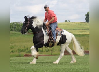 Friesian horses, Gelding, 5 years, 16 hh, Tobiano-all-colors