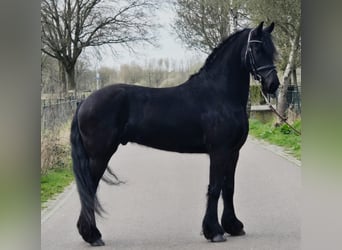 Friesian horses, Gelding, 5 years, 16,1 hh, Black
