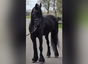 Friesian horses, Gelding, 5 years, 16,1 hh, Black