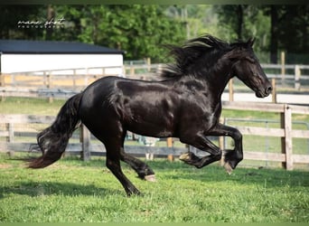 Friesian horses, Gelding, 5 years, 16,1 hh, Black