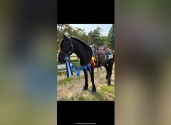 Friesian horses, Gelding, 5 years, 16,1 hh, Black