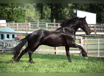Friesian horses, Gelding, 5 years, 16,1 hh, Black