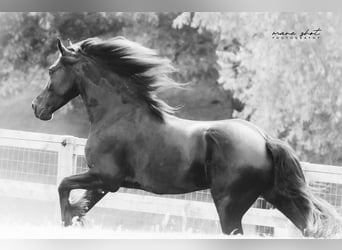 Friesian horses, Gelding, 5 years, 16,1 hh, Black