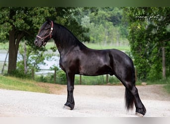 Friesian horses, Gelding, 5 years, 16,1 hh, Black