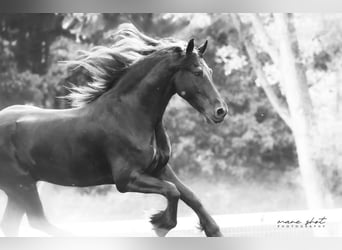 Friesian horses, Gelding, 5 years, 16,1 hh, Black