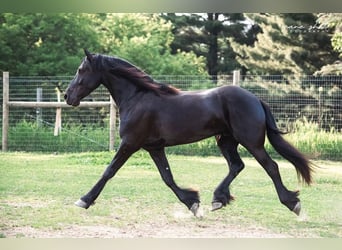 Friesian horses, Gelding, 5 years, 16,1 hh, Black