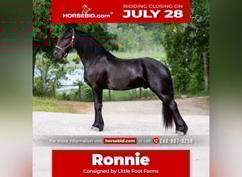 Friesian horses, Gelding, 5 years, 16,1 hh, Black