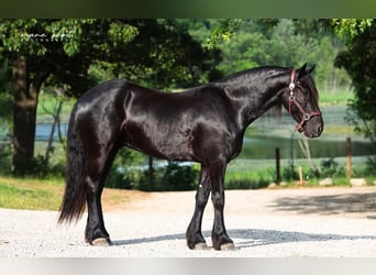 Friesian horses, Gelding, 5 years, 16,1 hh, Black