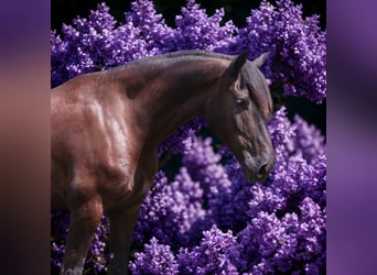 Friesian horses Mix, Gelding, 5 years, 16,1 hh, Black
