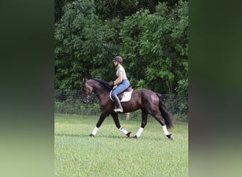 Friesian horses Mix, Gelding, 5 years, 16,1 hh, Black