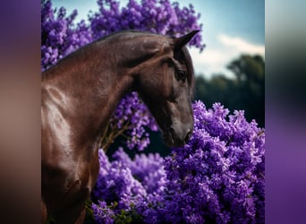 Friesian horses Mix, Gelding, 5 years, 16,1 hh, Black
