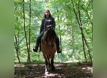 Friesian horses Mix, Gelding, 5 years, 16,1 hh, Black