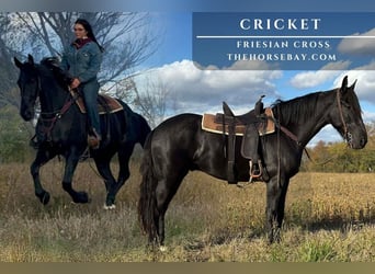 Friesian horses Mix, Gelding, 5 years, 16,1 hh, Black