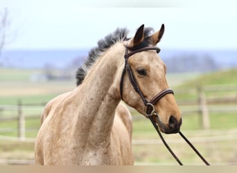 Friesian horses Mix, Gelding, 5 years, 16,1 hh, Buckskin