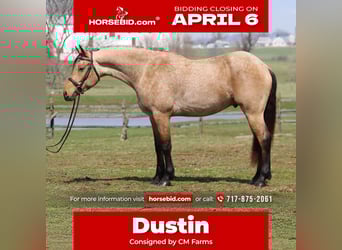 Friesian horses Mix, Gelding, 5 years, 16,1 hh, Buckskin