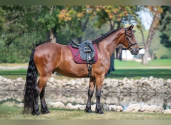 Friesian horses, Gelding, 5 years, 16,2 hh, Bay