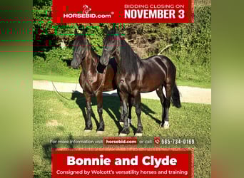 Friesian horses, Gelding, 5 years, 16,3 hh, Black