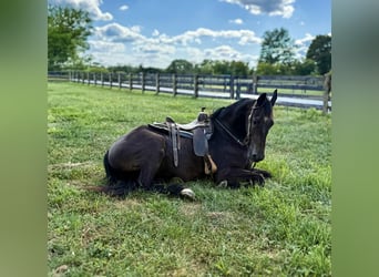 Friesian horses, Gelding, 5 years, 16,3 hh, Black