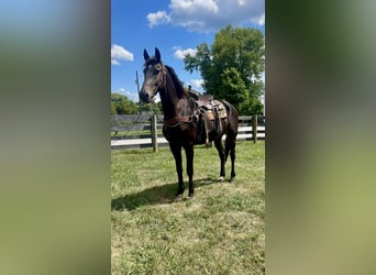 Friesian horses, Gelding, 5 years, 16,3 hh, Black