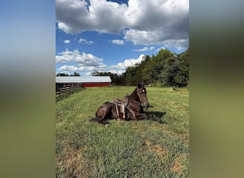 Friesian horses, Gelding, 5 years, 16,3 hh, Black