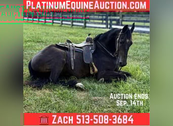 Friesian horses, Gelding, 5 years, 16,3 hh, Black