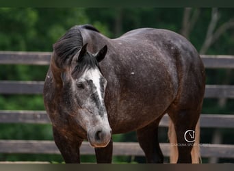 Friesian horses Mix, Gelding, 5 years, 16,3 hh, Gray