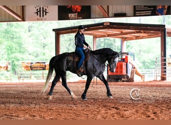 Friesian horses Mix, Gelding, 5 years, 16,3 hh, Gray