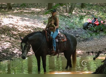 Friesian horses Mix, Gelding, 5 years, 16,3 hh, Gray