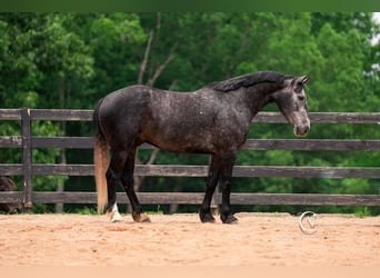 Friesian horses Mix, Gelding, 5 years, 16,3 hh, Gray