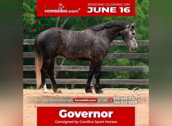 Friesian horses Mix, Gelding, 5 years, 16,3 hh, Grey