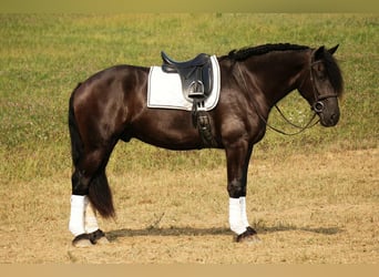 Friesian horses Mix, Gelding, 5 years, 17.2 hh, Black