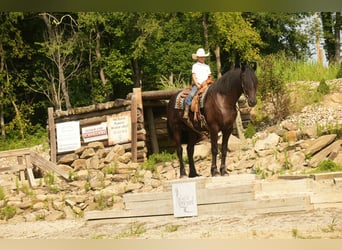 Friesian horses Mix, Gelding, 5 years, 17.2 hh, Black