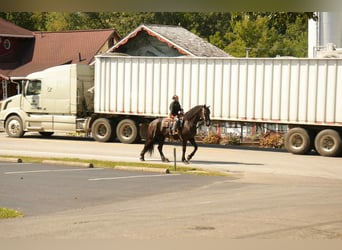 Friesian horses Mix, Gelding, 5 years, 17.2 hh, Black