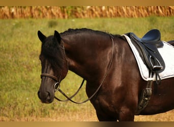Friesian horses Mix, Gelding, 5 years, 17.2 hh, Black