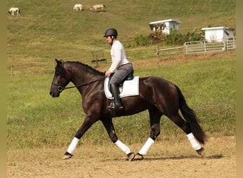 Friesian horses Mix, Gelding, 5 years, 17.2 hh, Black