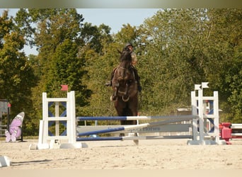 Friesian horses Mix, Gelding, 5 years, 17.2 hh, Black