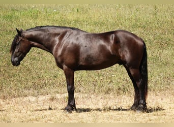 Friesian horses Mix, Gelding, 5 years, 17.2 hh, Black