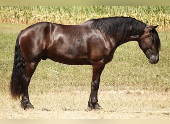Friesian horses Mix, Gelding, 5 years, 17.2 hh, Black