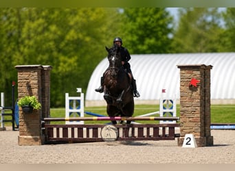 Friesian horses Mix, Gelding, 5 years, 17 hh, Black